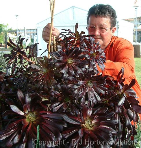 Succulent Gigi 